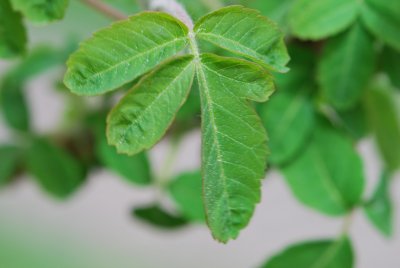 škumpa křížená (6)